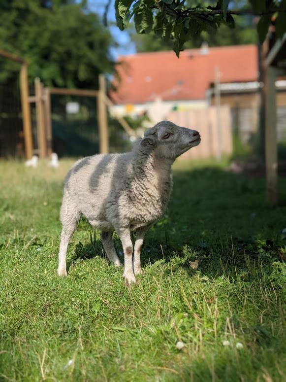 Helenes Ferienwohnung Auf Dem Bauernhof - Lausitzer Seenland Lauta ภายนอก รูปภาพ
