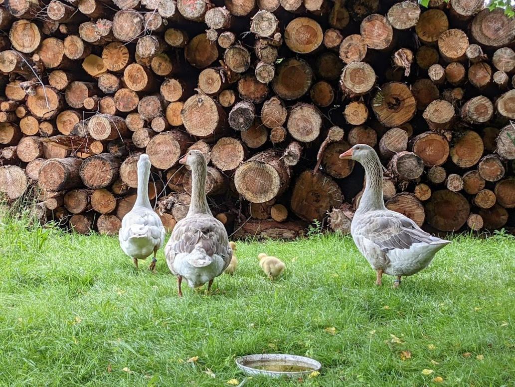 Helenes Ferienwohnung Auf Dem Bauernhof - Lausitzer Seenland Lauta ภายนอก รูปภาพ