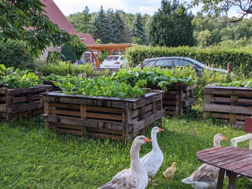 Helenes Ferienwohnung Auf Dem Bauernhof - Lausitzer Seenland Lauta ภายนอก รูปภาพ