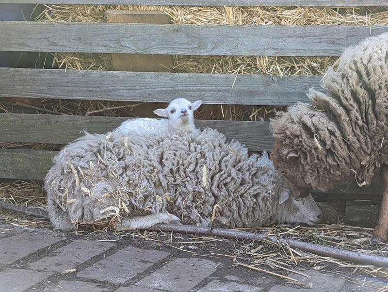 Helenes Ferienwohnung Auf Dem Bauernhof - Lausitzer Seenland Lauta ภายนอก รูปภาพ