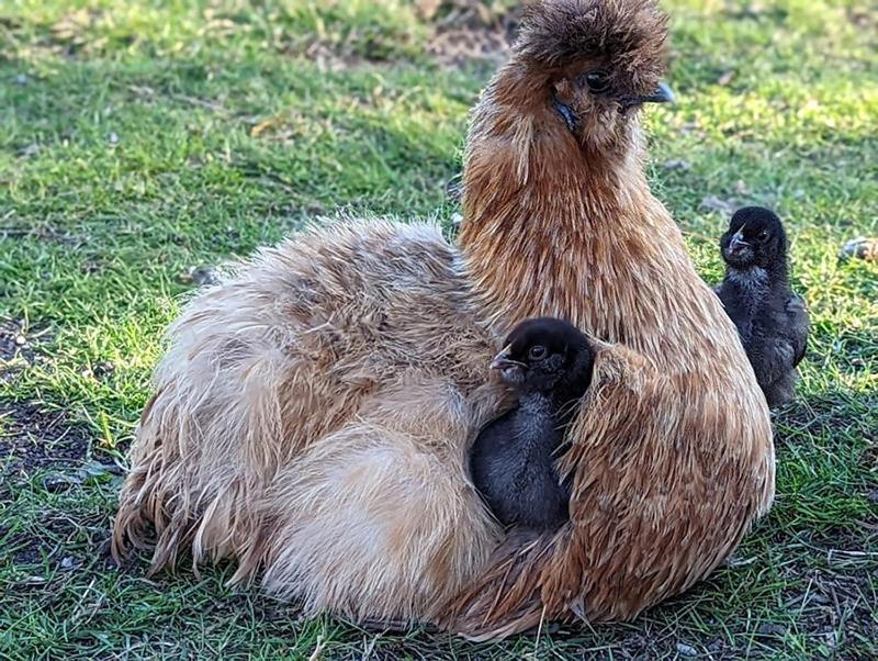 Helenes Ferienwohnung Auf Dem Bauernhof - Lausitzer Seenland Lauta ภายนอก รูปภาพ