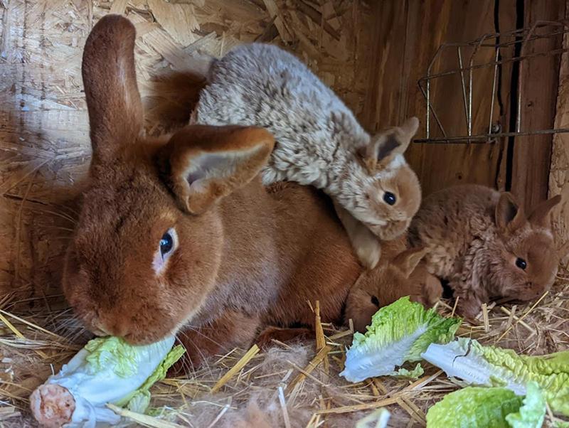 Helenes Ferienwohnung Auf Dem Bauernhof - Lausitzer Seenland Lauta ภายนอก รูปภาพ