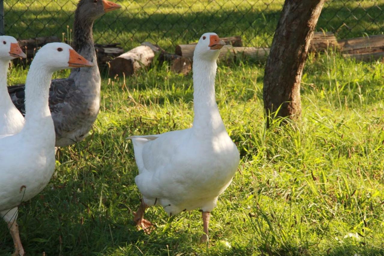 Helenes Ferienwohnung Auf Dem Bauernhof - Lausitzer Seenland Lauta ภายนอก รูปภาพ