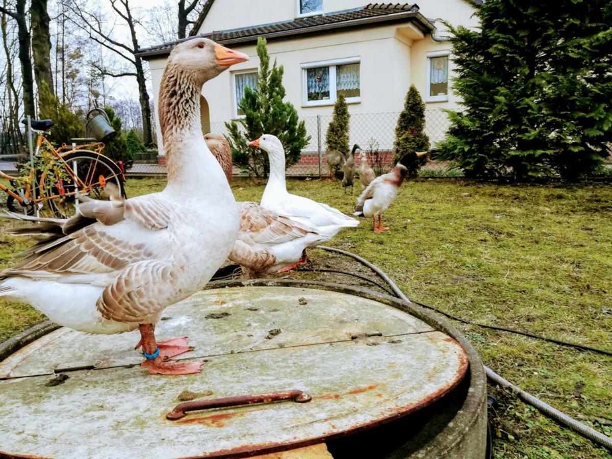 Helenes Ferienwohnung Auf Dem Bauernhof - Lausitzer Seenland Lauta ภายนอก รูปภาพ
